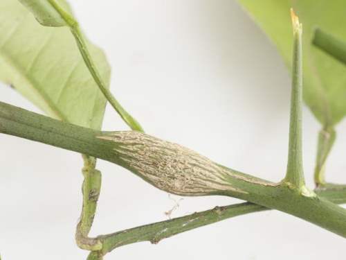 citrus gall wasp